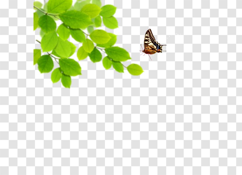 Green Desktop Wallpaper Blue - Color - Papillon Transparent PNG