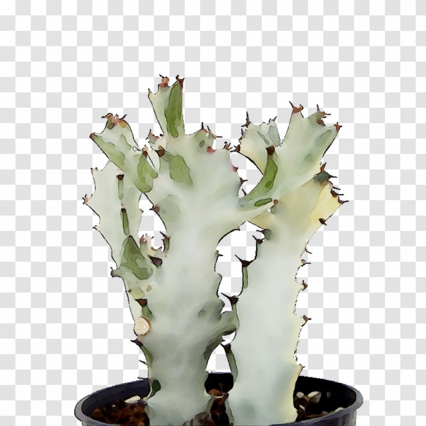 Eastern Prickly Pear Plant Stem Plants - Terrestrial Transparent PNG