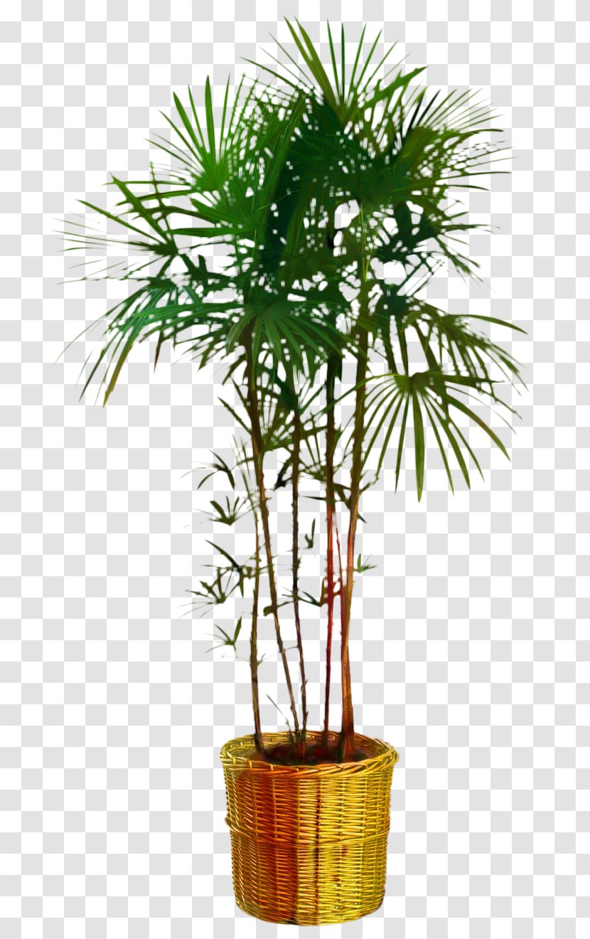Asian Palmyra Palm Flowerpot Trees Saw Palmetto Extract - Houseplant - Woody Plant Transparent PNG