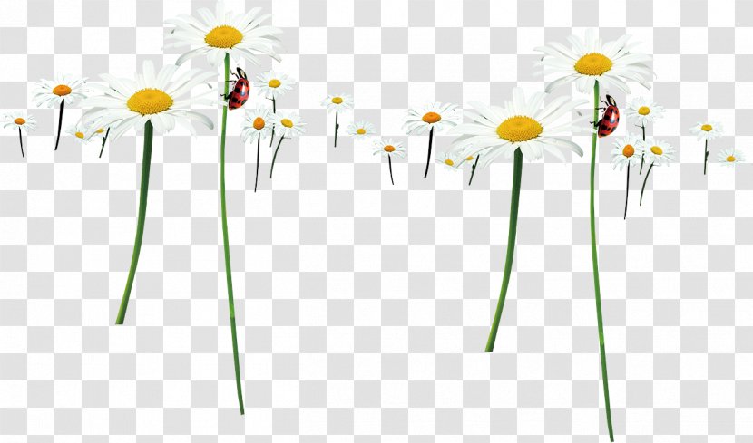 Floral Design Yellow Energy Petal - Plant - Chrysanthemum Transparent PNG