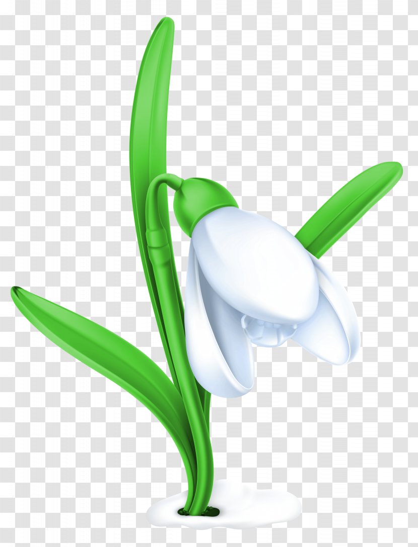 Snowdrop Flower Clip Art - Product Design - Transparent Clipart Picture Transparent PNG