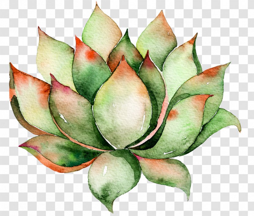Cactaceae Wall Decal Succulent Plant Watercolor Painting - Painted Dark Green Water Lotus Transparent PNG