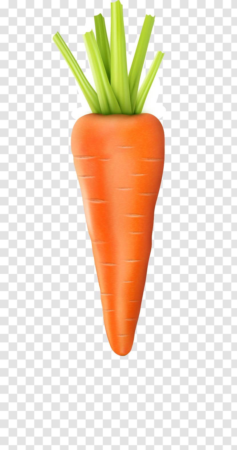 Baby Carrot Vegetable - Food - Vector Transparent PNG