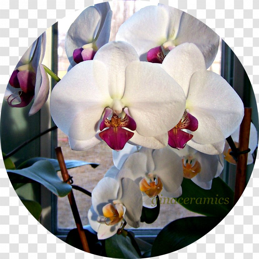 Cut Flowers Moth Orchids Cattleya - Petal - Alfalfa Transparent PNG