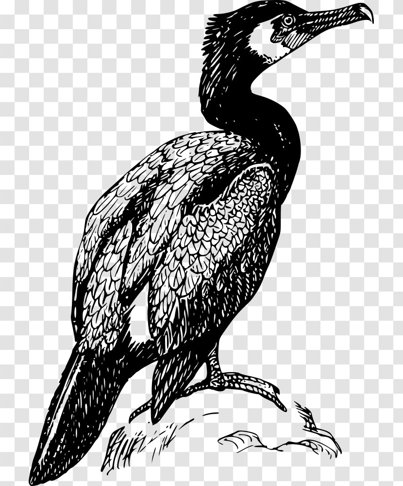 Double-crested Cormorant Drawing Bird Clip Art - Hornbill Transparent PNG