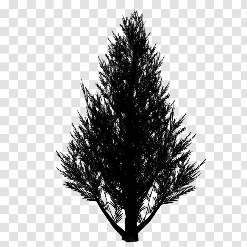 Spruce Christmas Tree Fir Ornament Pine - Colorado - White Transparent PNG