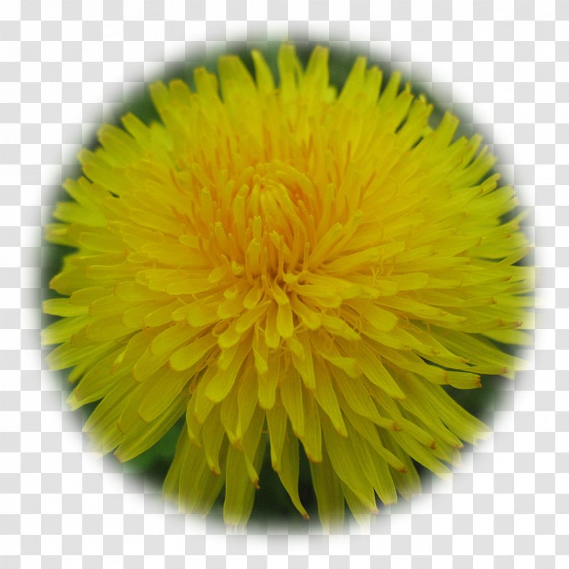 Dandelion Paper Yellow Dahlia Flower - Brown Transparent PNG