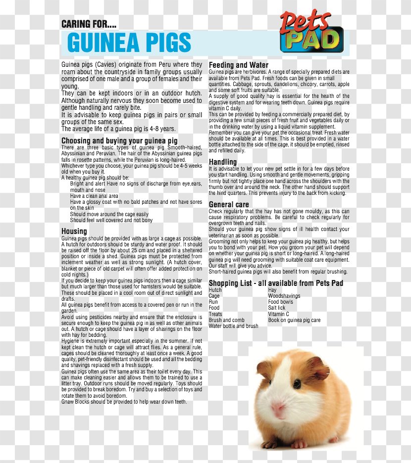 Guinea Pig Care Rodent Pet - Breed Transparent PNG