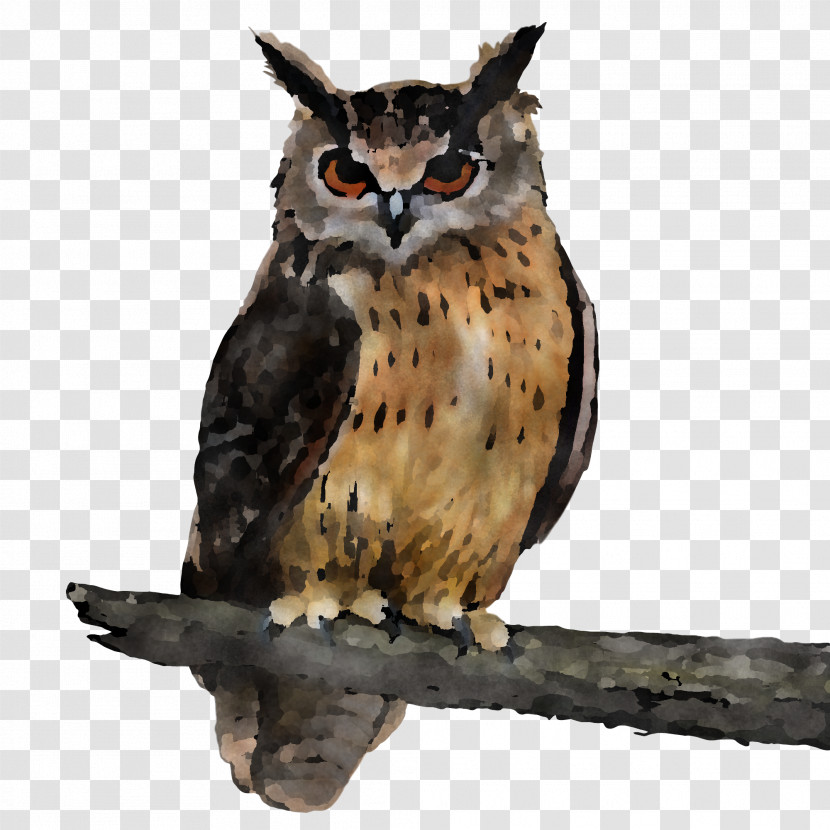 Owl Bird Bird Of Prey Eastern Screech Owl Wildlife Transparent PNG