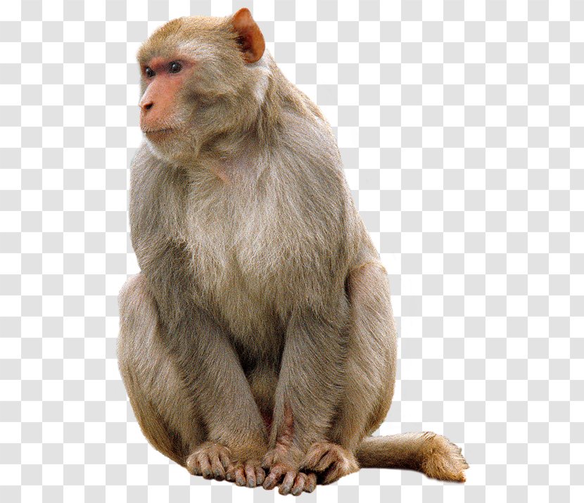 Mandrill Primate Macaque Baby Monkeys - Download Free High Quality Monkey Transparent Images Transparent PNG