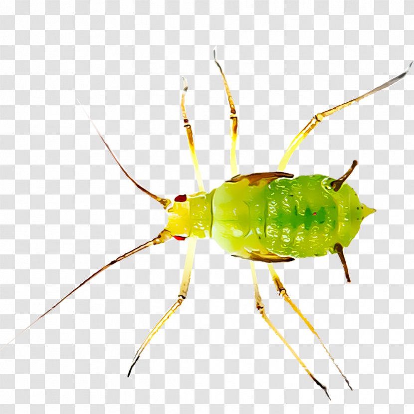 Insect Ant Aphid Pest Stock Photography - Membrane Winged Transparent PNG