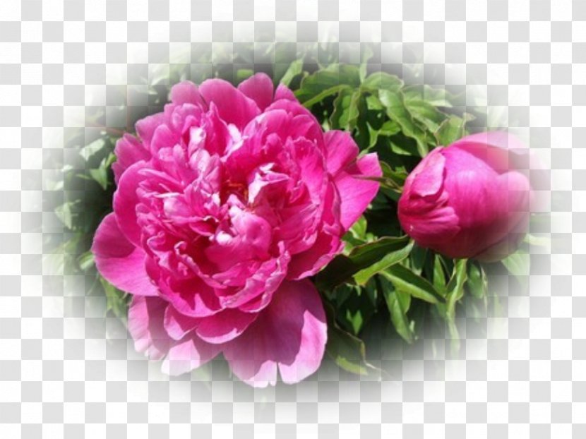 Centifolia Roses Peony Cut Flowers Artificial Flower Transparent PNG