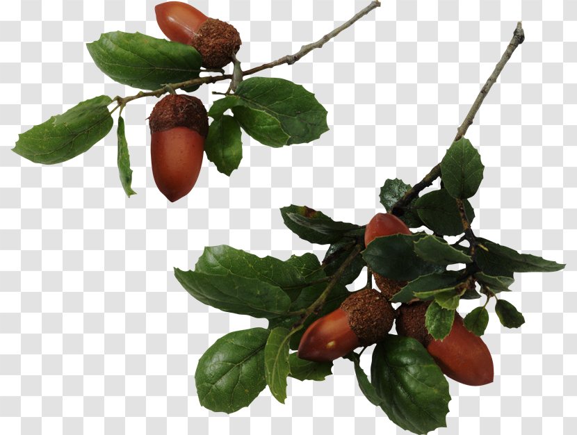 Quercus Hemisphaerica Laurifolia Southern Live Oak Tree Acorn - Scarlet - Pb Sindhu Transparent PNG