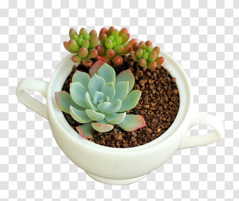 Growing Succulent Plants Seed Soil - Seedling - Plant Transparent PNG