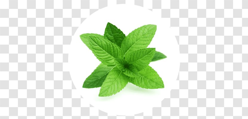 Peppermint Herb Leaf Vegetable Food Transparent PNG