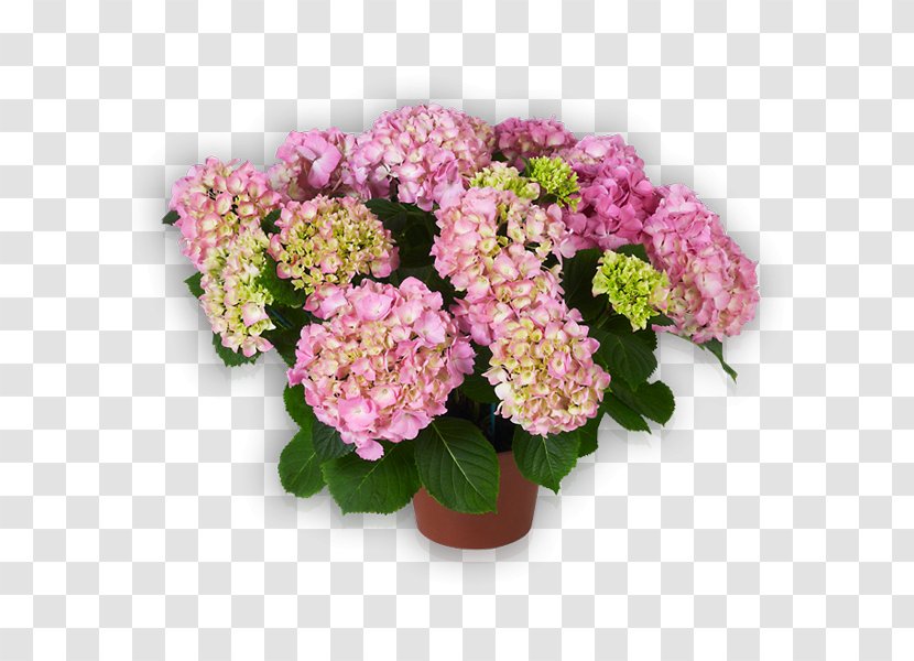 French Hydrangea Cut Flowers Pink - Color - Flower Transparent PNG