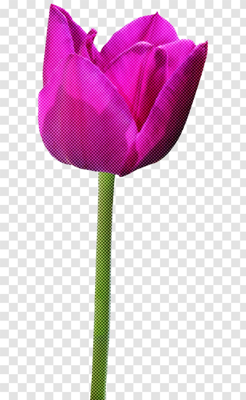 Tulip Pink Flower Violet Magenta - Plant Petal Transparent PNG