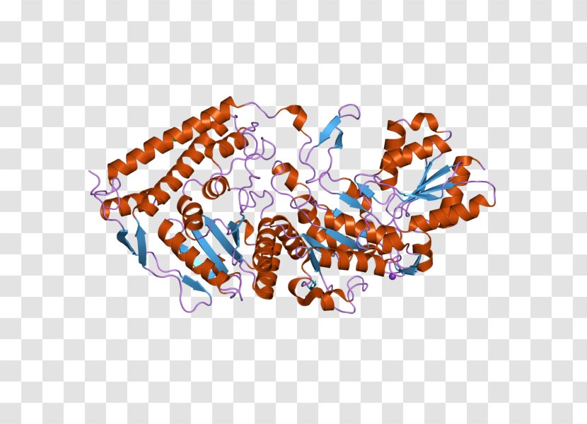 Pyruvate Dehydrogenase (lipoamide) Beta Dihydrolipoamide - Enzyme Transparent PNG