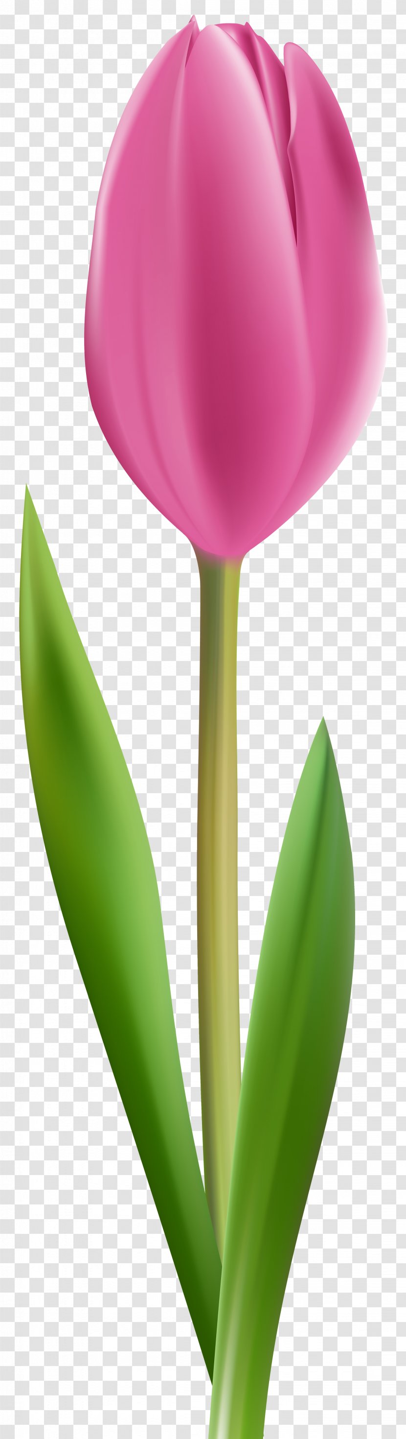 Tulip Petal Plant Stem - Seed - Pink Transparent Clip Art Image Transparent PNG