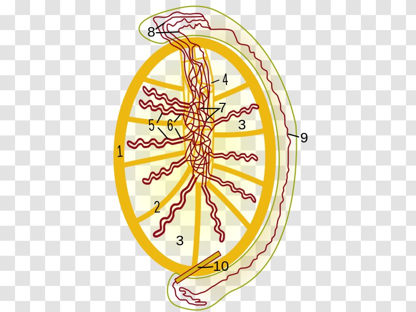 Testicle Rete Testis Efferent Ducts Tunica Albuginea Of Mediastinum - Organism - Connective Tissue Transparent PNG