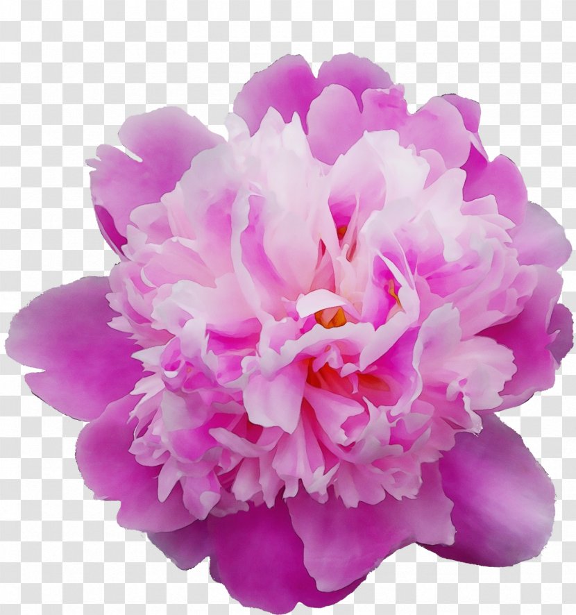 Flowering Plant Pink Petal Flower Violet - Wet Ink - Chinese Peony Purple Transparent PNG