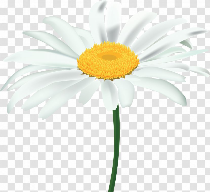 Common Daisy Oxeye Clip Art - Chamomile Transparent PNG