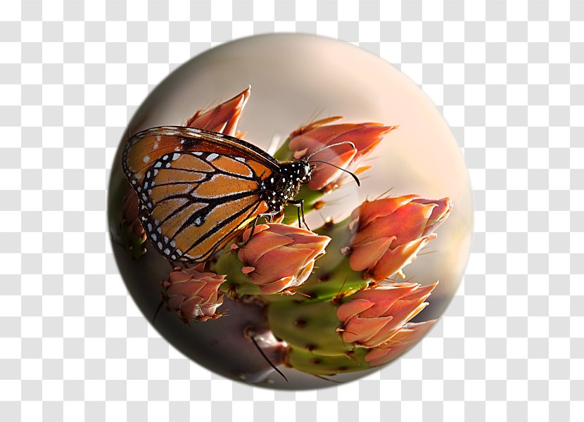 Monarch Butterfly Brush-footed Butterflies Tiger Milkweed - Arthropod Transparent PNG