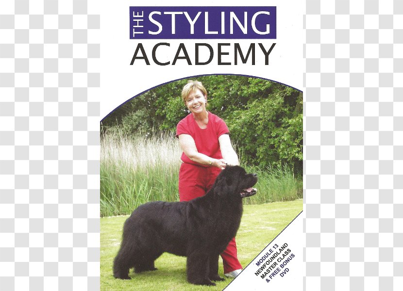 Dog Breed Poodle Obedience Training Sporting Group Newfoundland And Labrador - Academy Sportsoutdoors Transparent PNG