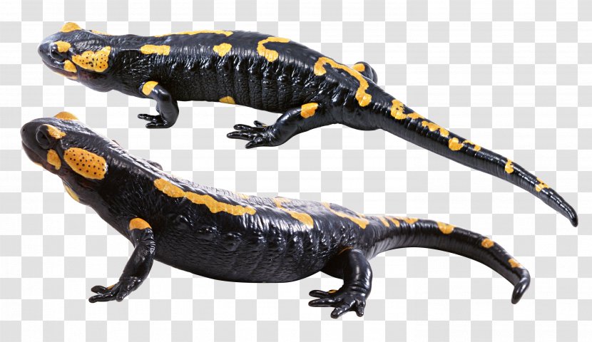 Lungless Salamander Barton Springs - Salamandridae - Lizard Transparent PNG