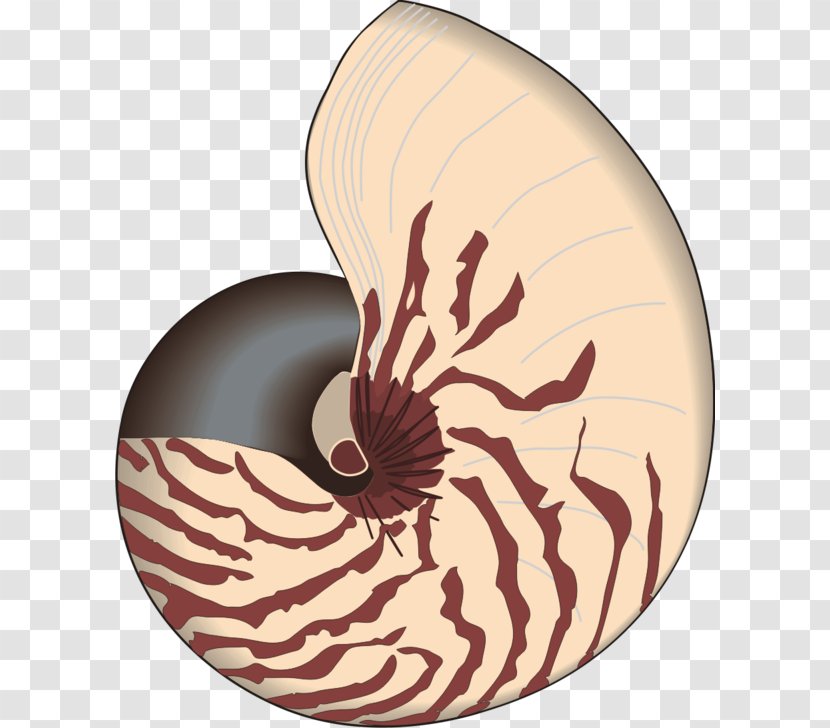 Seashell Bivalvia Mathematics Clip Art - Molluscs Transparent PNG