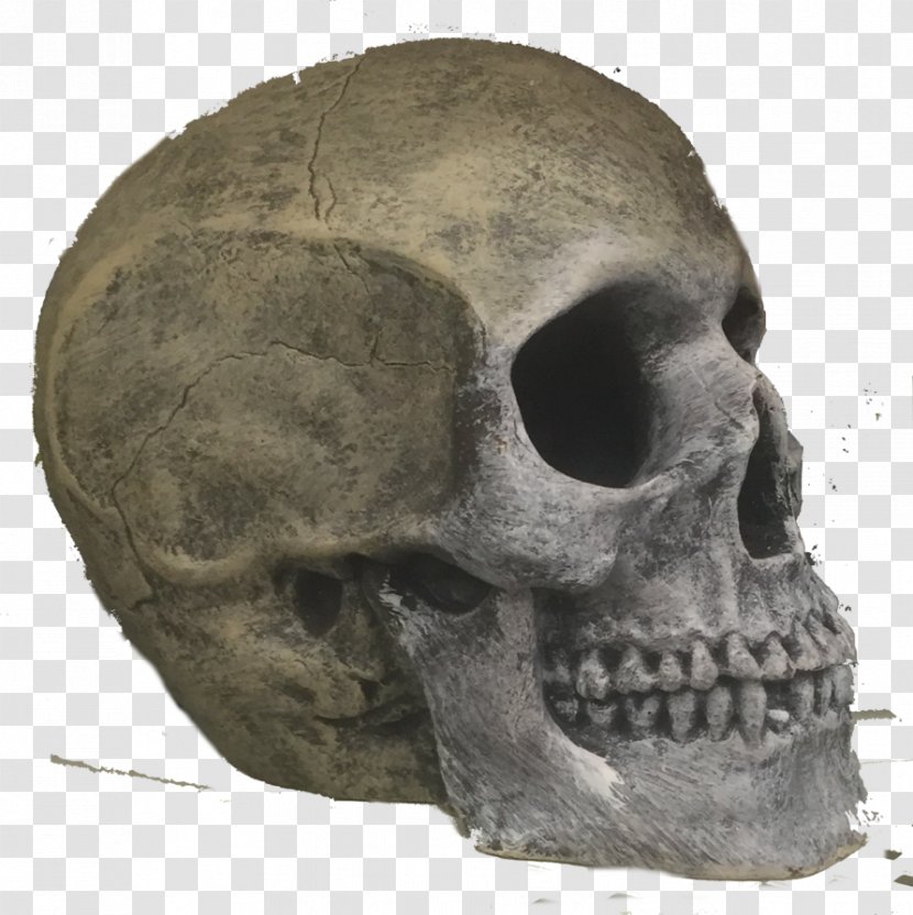 Skull Snout Skeleton Jaw Transparent PNG