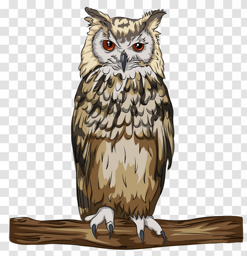 Owl Bird Bird Of Prey Eastern Screech Owl Screech Owl Transparent PNG