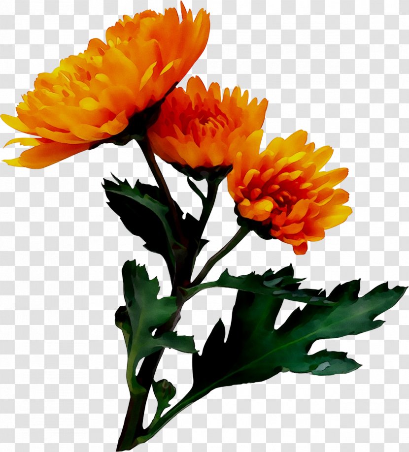 Chrysanthemum Cut Flowers Floral Design Pot Marigold - Orange - Flowering Plant Transparent PNG