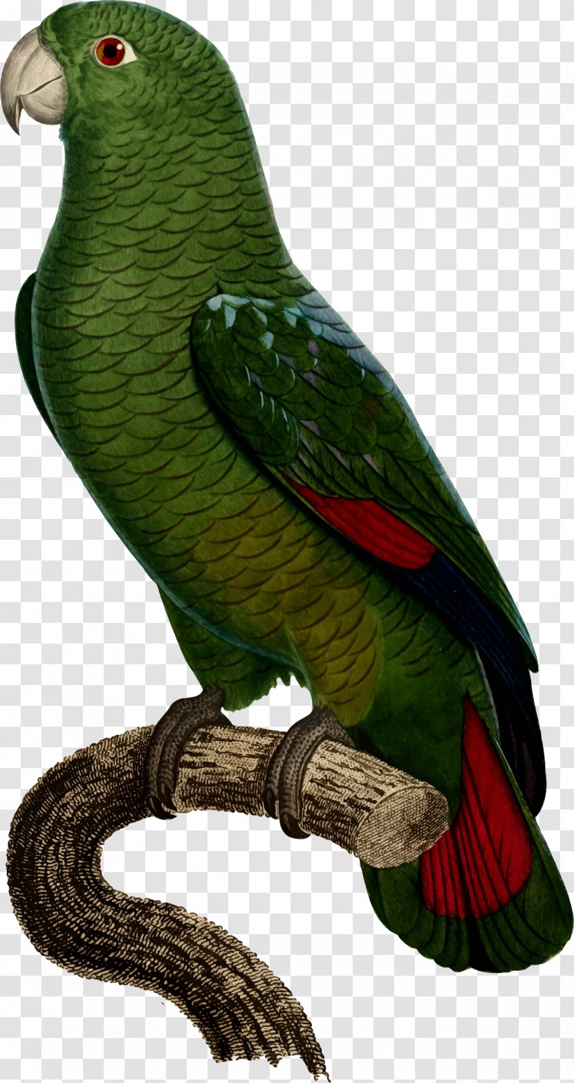 Budgerigar Bird Black-billed Amazon Parakeet Cockatoo - Parrot Transparent PNG