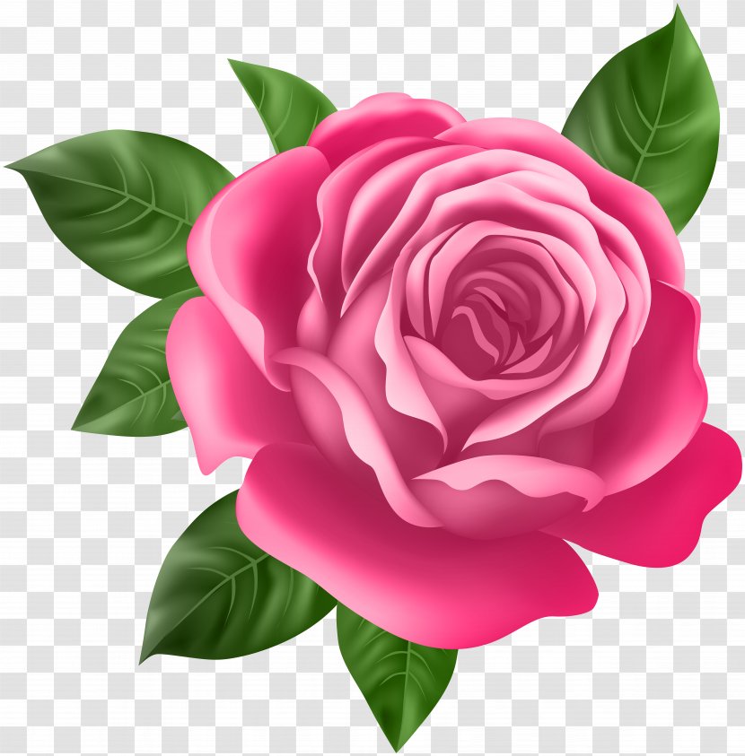 Rose Flower Desktop Wallpaper Clip Art - Plant Transparent PNG
