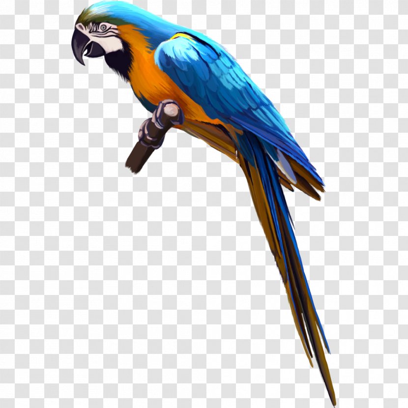 Bird Cockatoo Macaw Clip Art - Rainbow Lorikeet - Parrot On Tree Branch Transparent PNG