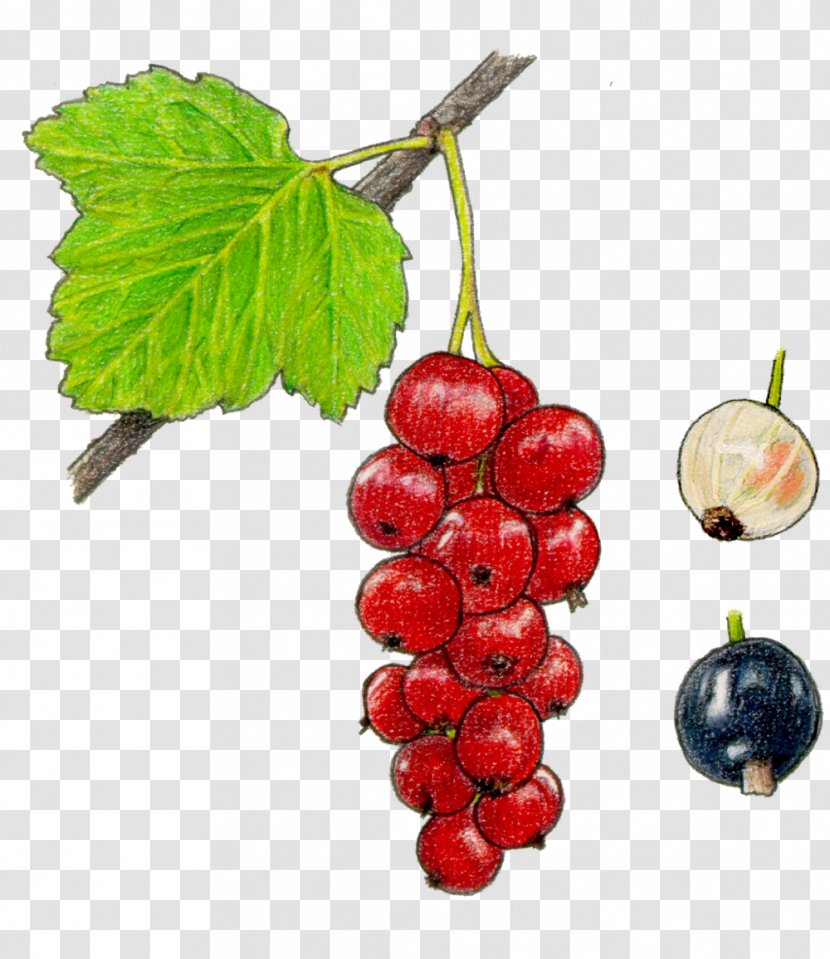 Grape Seedless Fruit Redcurrant Berry - Gelatin Dessert Transparent PNG