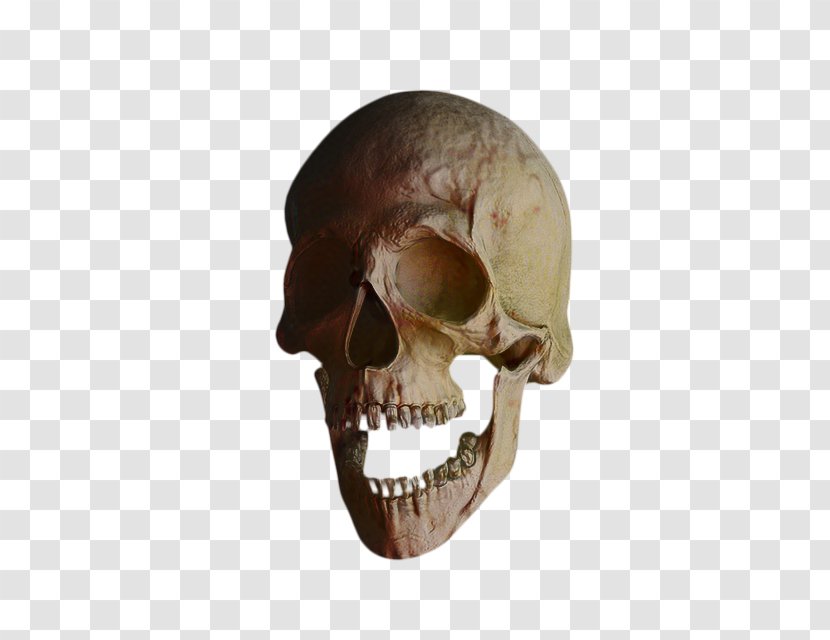 Skull And Crossbones - Neck - Tooth Transparent PNG