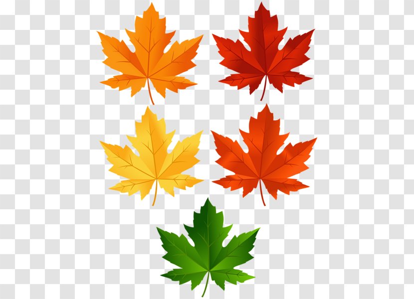 Clip Art Openclipart Image Free Content - Maple Leaf - Leaves Set Transparent PNG