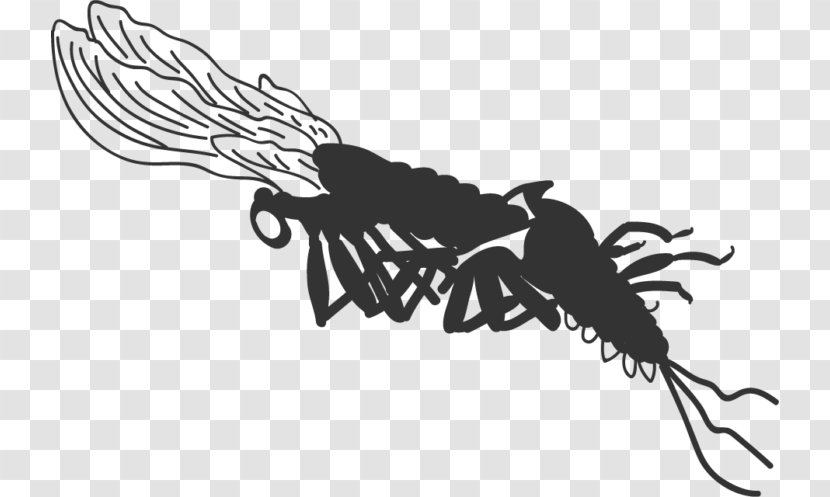 Insect Mayfly Nymph Clip Art Diagram - Silhouette - Tandem Streamer Flies Trolling Streamers Transparent PNG
