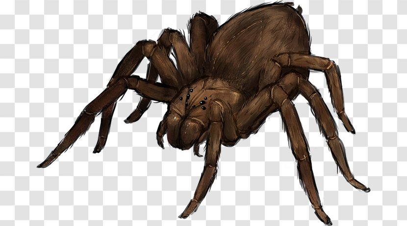 Tarantula Wolf Spider Silk Bite - Huntsman Transparent PNG
