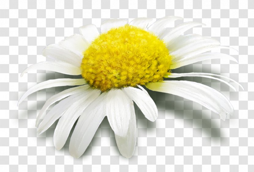 Common Daisy Flower Margarita - Cut Flowers - De Transparent PNG