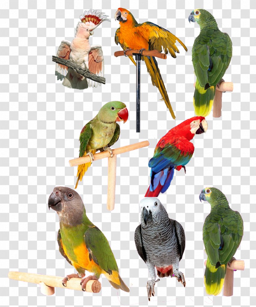Lovebird Parrot Computer File - 3d Graphics - A Variety Of Collection Transparent PNG