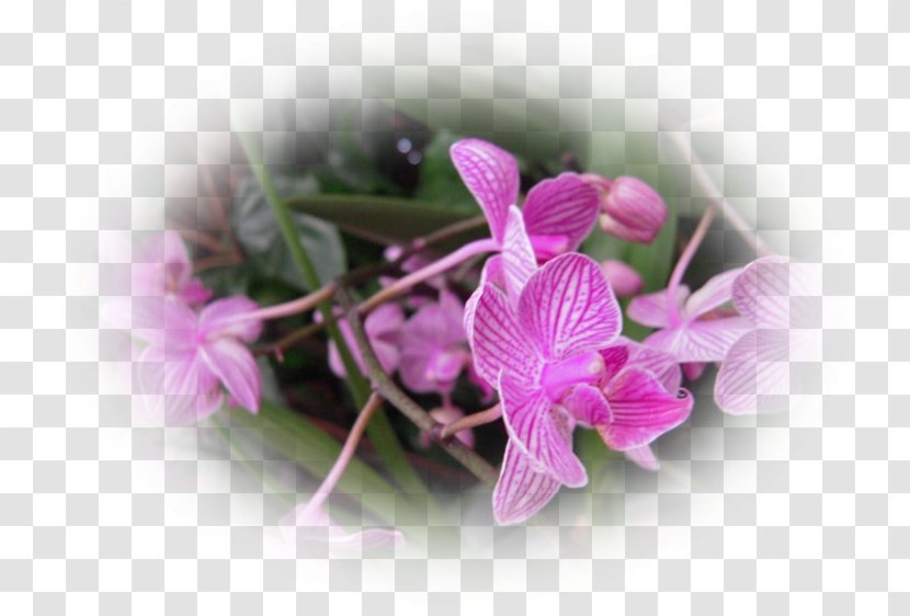 Moth Orchids Pink M - Pas De Deux Transparent PNG