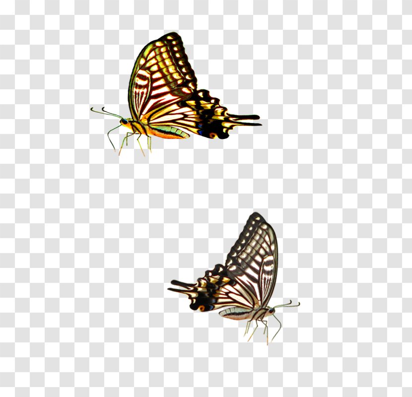 Web Design Corporate Identity Website Internet Advertising - Marketing - Butterfly Transparent PNG