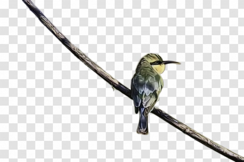 Hummingbird - Beak - Cuckoo Rufous Transparent PNG