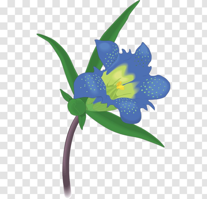 Texas Bluebell Royalty-free Drawing Clip Art - Flora - Sw Transparent PNG