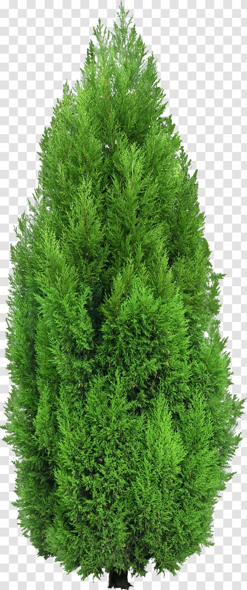 Mediterranean Cypress Tree Clip Art Spruce - Pine Transparent PNG