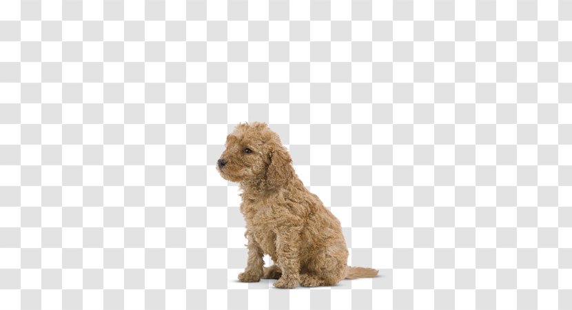 French Bulldog Puppy Cat Poodle Royal Canin - Giant Transparent PNG