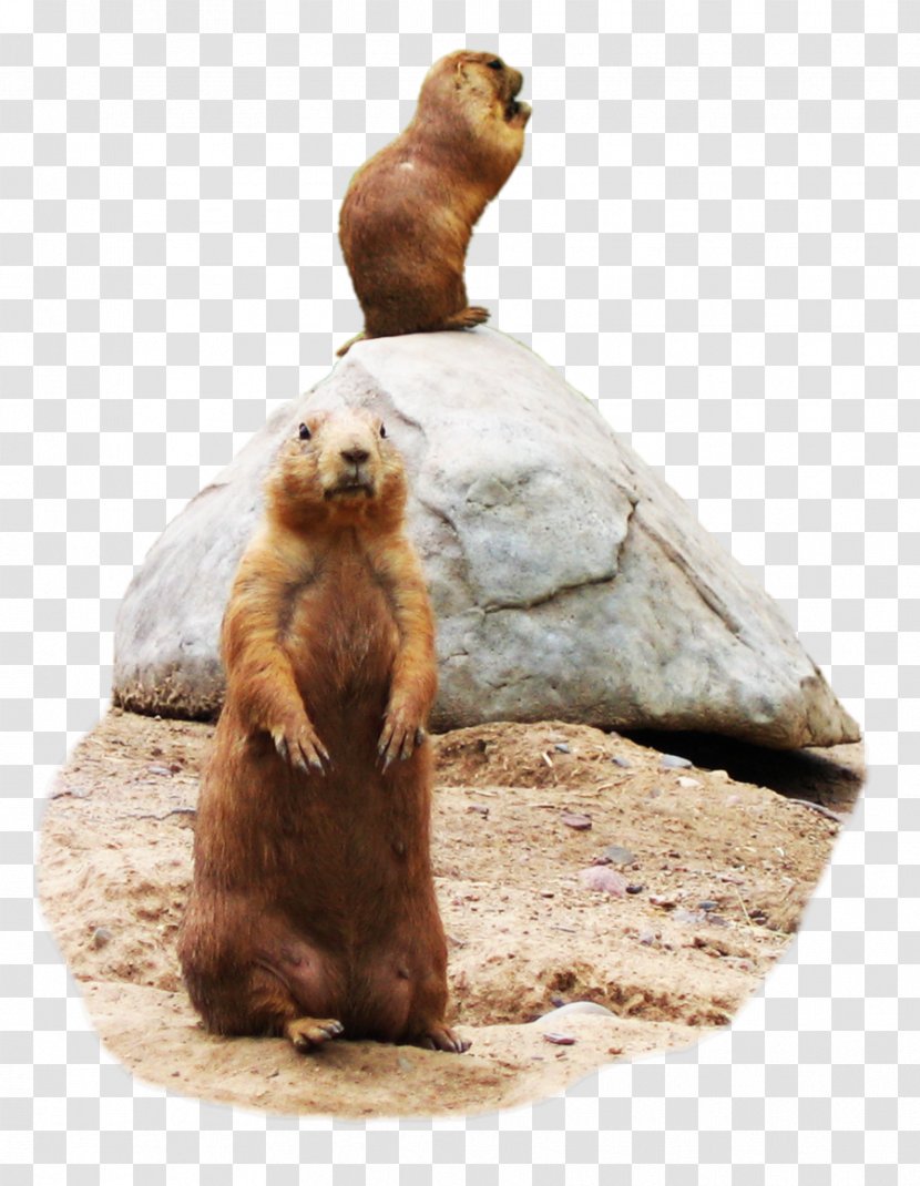 Prairie Dog Stock Scientist DeviantArt Terrestrial Animal - Kitten - Art Transparent PNG